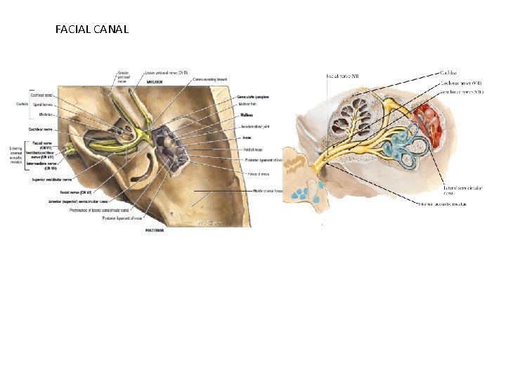 FACIAL CANAL 