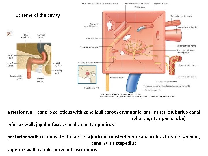 Scheme of the cavity anterior wall: canalis caroticus with canaliculi caroticotympanici and musculotubarius canal