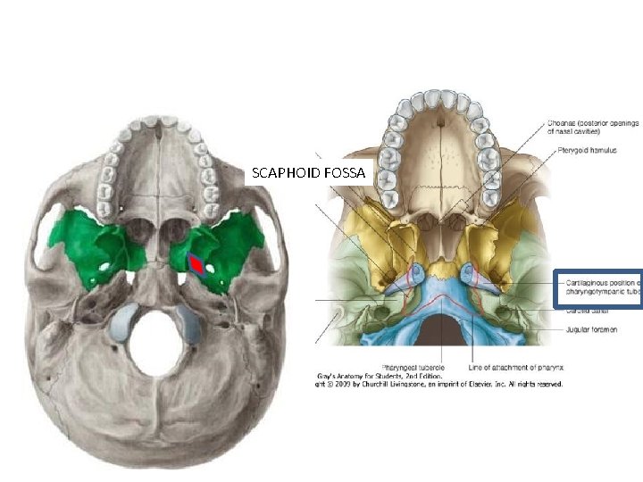 SCAPHOID FOSSA 