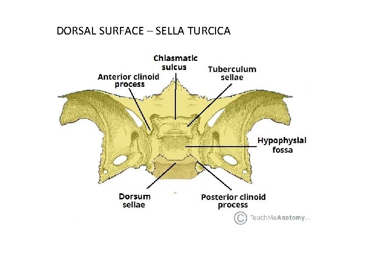 DORSAL SURFACE – SELLA TURCICA 