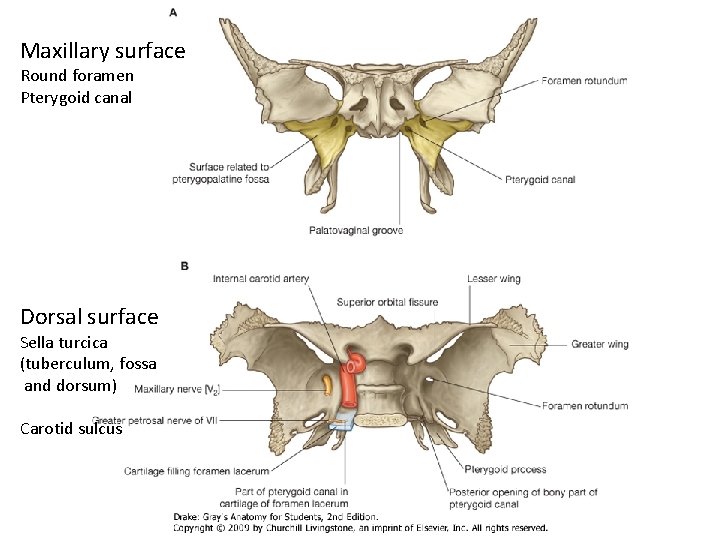 Maxillary surface Round foramen Pterygoid canal Dorsal surface Sella turcica (tuberculum, fossa and dorsum)
