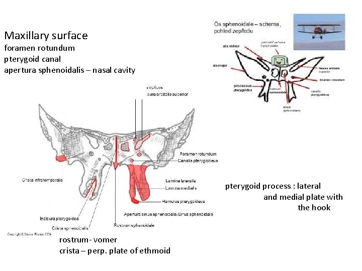 Maxillary surface foramen rotundum pterygoid canal apertura sphenoidalis – nasal cavity pterygoid process :