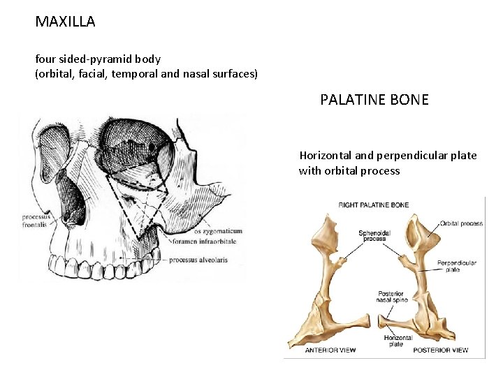 MAXILLA four sided-pyramid body (orbital, facial, temporal and nasal surfaces) PALATINE BONE Horizontal and