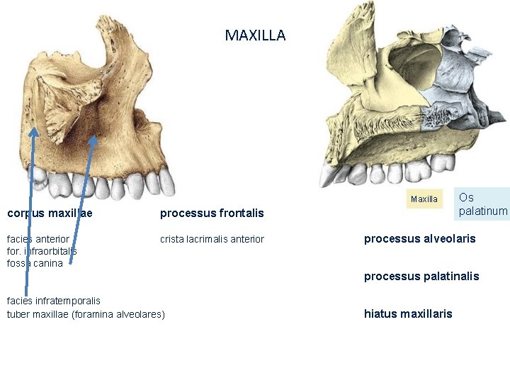MAXILLA Maxilla corpus maxillae processus frontalis facies anterior for. infraorbitalis fossa canina crista lacrimalis