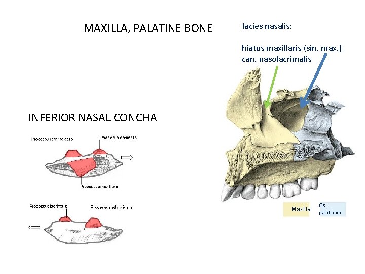 MAXILLA, PALATINE BONE facies nasalis: hiatus maxillaris (sin. max. ) can. nasolacrimalis INFERIOR NASAL