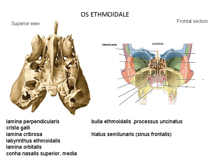 OS ETHMOIDALE Frontal section Superior wiev lamina perpendicularis crista galli lamina cribrosa labyrinthus ethmoidalis
