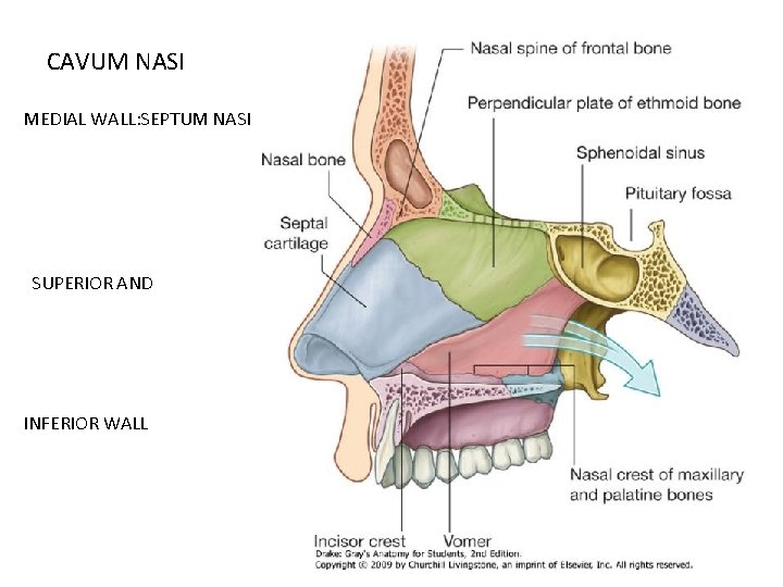 CAVUM NASI MEDIAL WALL: SEPTUM NASI SUPERIOR AND INFERIOR WALL 