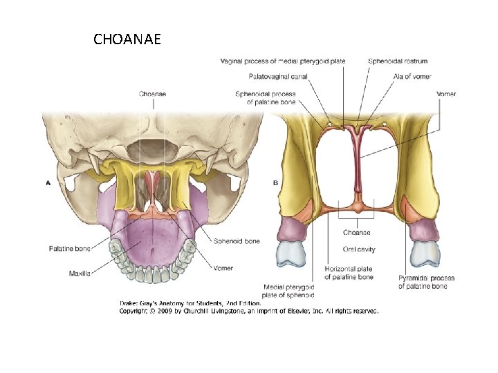 CHOANAE 