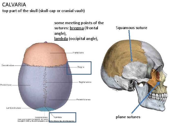 CALVARIA top part of the skull (skull-cap or cranial vault) some meeting points of