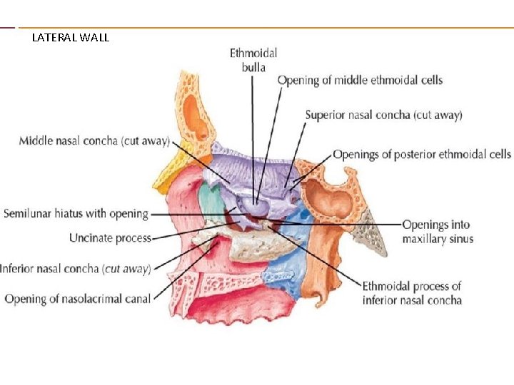 LATERAL WALL 