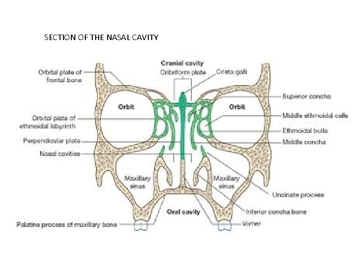 SECTION OF THE NASAL CAVITY 