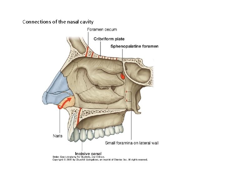 Connections of the nasal cavity 