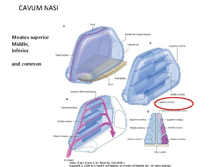 CAVUM NASI Meatus superior Middle, Inferior and common 