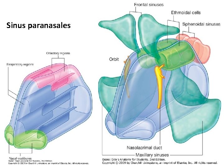 Sinus paranasales 