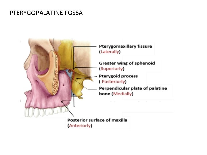 PTERYGOPALATINE FOSSA 
