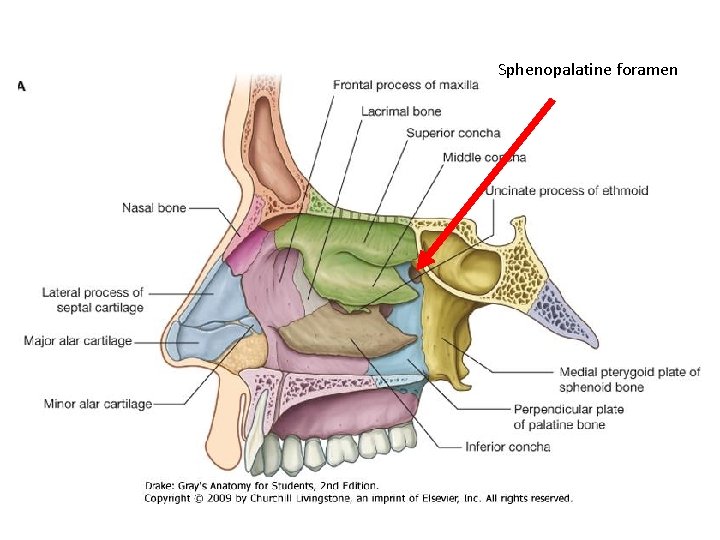 Sphenopalatine foramen 