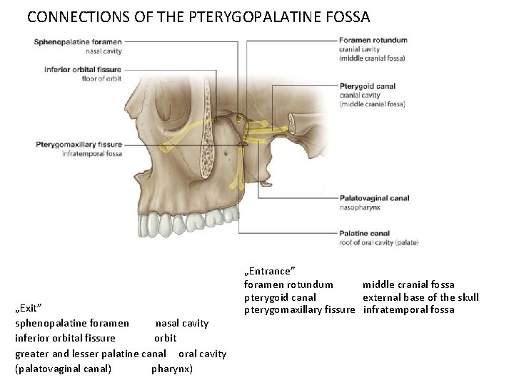 CONNECTIONS OF THE PTERYGOPALATINE FOSSA „Exit” sphenopalatine foramen nasal cavity inferior orbital fissure orbit