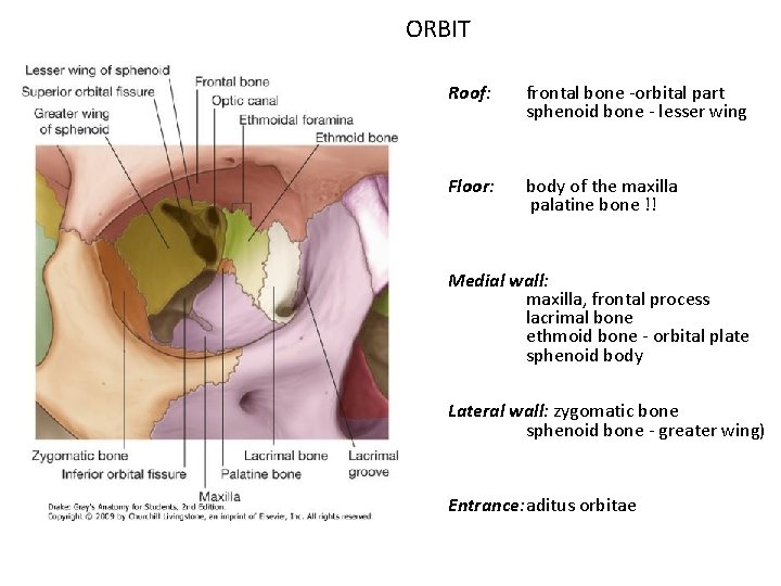 ORBIT Roof: frontal bone -orbital part sphenoid bone - lesser wing Floor: body of