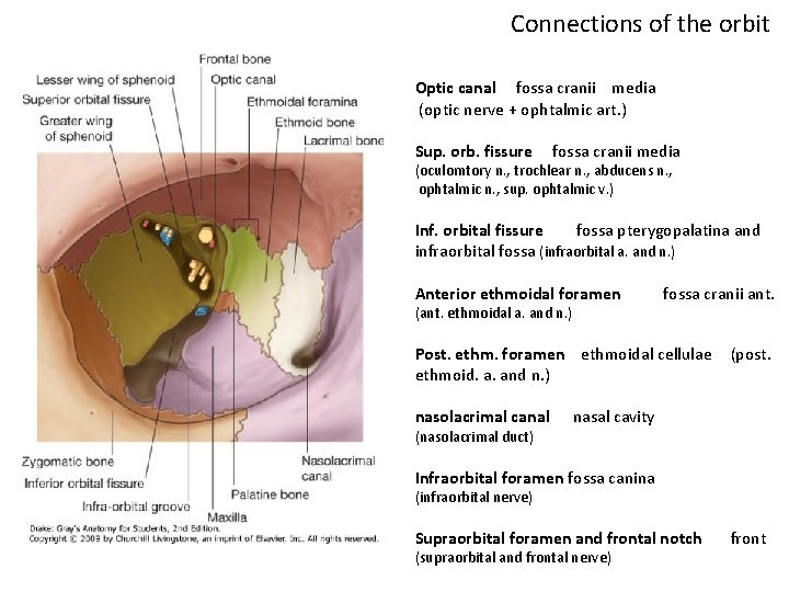 Connections of the orbit Optic canal fossa cranii media (optic nerve + ophtalmic art.