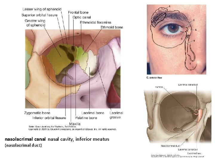 nasolacrimal canal nasal cavity, inferior meatus (nasolacrimal duct) 