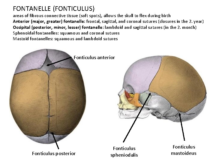 FONTANELLE (FONTICULUS) areas of fibrous connective tissue (soft spots), allows the skull to flex