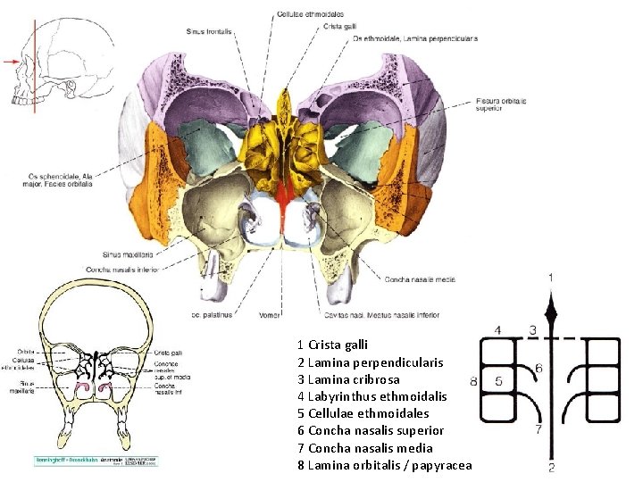 1 Crista galli 2 Lamina perpendicularis 3 Lamina cribrosa 4 Labyrinthus ethmoidalis 5 Cellulae