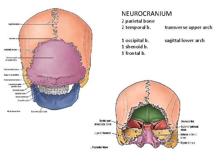NEUROCRANIUM 2 parietal bone 2 temporal b. 1 occipital b. 1 shenoid b. 1