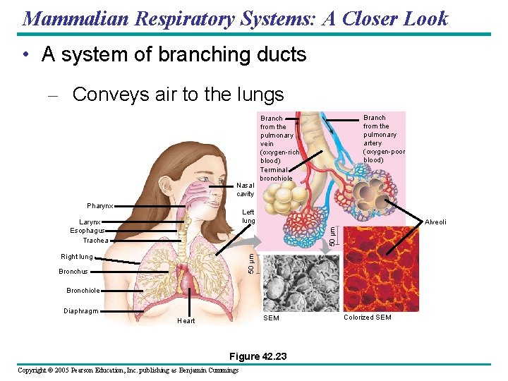 Mammalian Respiratory Systems: A Closer Look • A system of branching ducts – Conveys