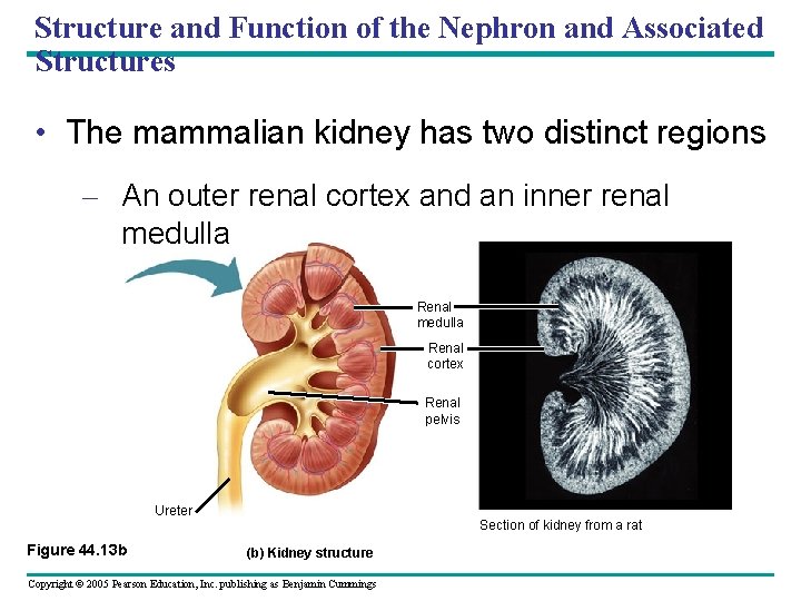 Structure and Function of the Nephron and Associated Structures • The mammalian kidney has
