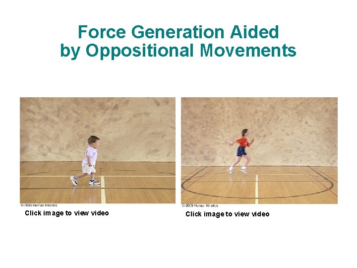 Force Generation Aided by Oppositional Movements Click image to view video  Force Generation Aided by Oppositional Movements Click image to view video