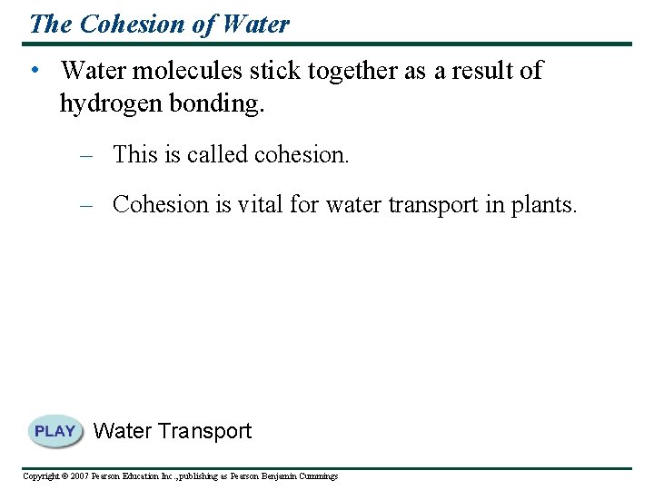 The Cohesion of Water • Water molecules stick together as a result of hydrogen