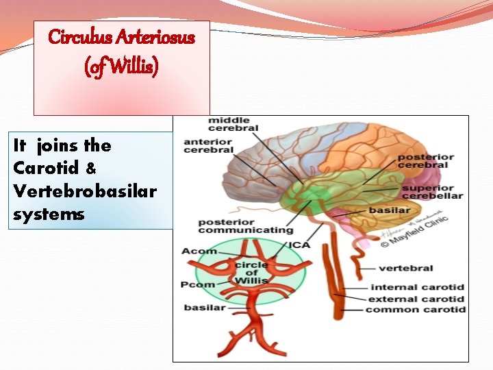 Circulus Arteriosus (of Willis) It joins the Carotid & Vertebrobasilar systems 