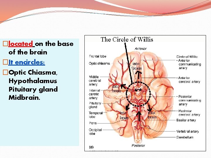 �located on the base of the brain �It encircles: �Optic Chiasma, Hypothalamus Pituitary gland