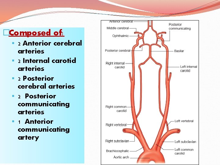 �Composed of: § 2 Anterior cerebral § § arteries 2 Internal carotid arteries 2