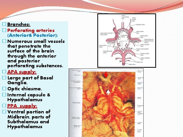 � Branches: � Perforating arteries (Anterior& Posterior): � Numerous small vessels that penetrate the