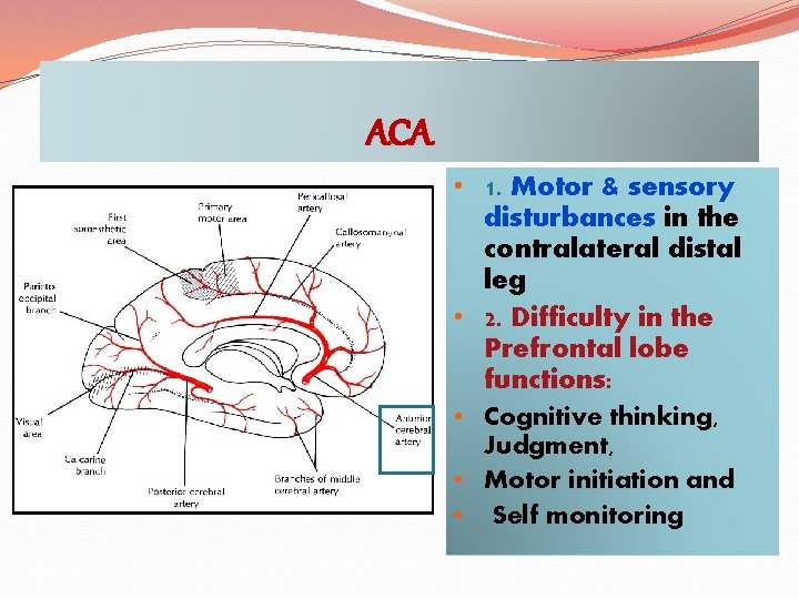 ACA • 1. Motor & sensory disturbances in the contralateral distal leg • 2.