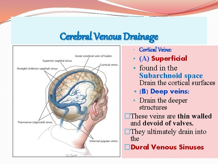 Cerebral Venous Drainage • Cortical Veins: • (A) Superficial • found in the Subarchnoid