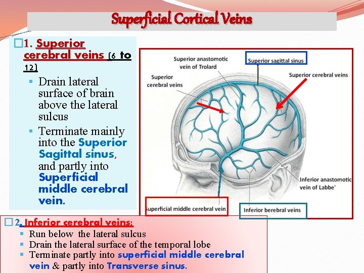Superficial Cortical Veins � 1. Superior cerebral veins (6 to 12) § Drain lateral