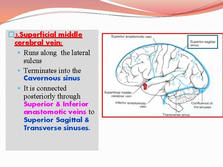 � 3. Superficial middle cerebral vein: § Runs along the lateral sulcus § Terminates