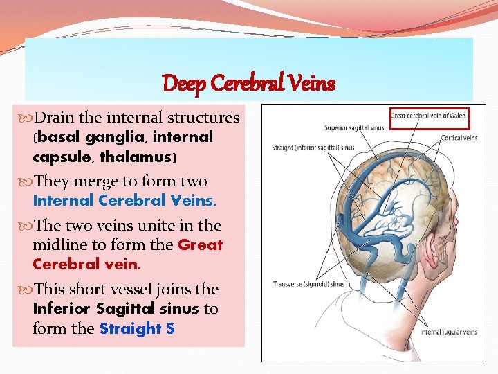 Deep Cerebral Veins Drain the internal structures (basal ganglia, internal capsule, thalamus) They merge