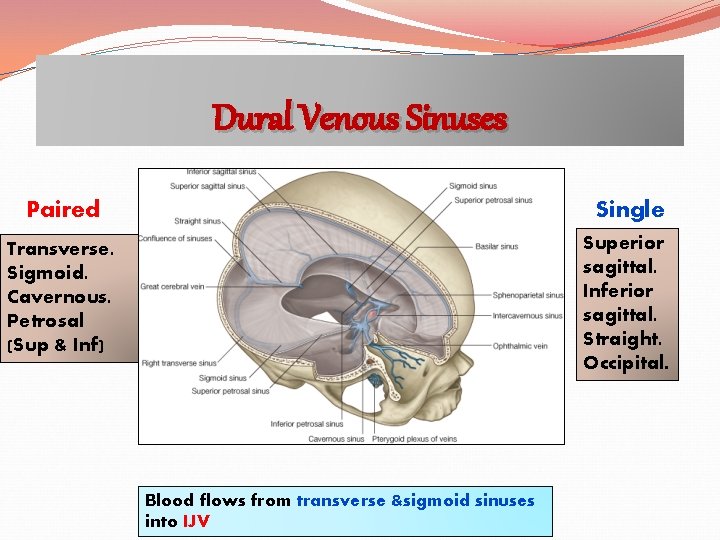 Dural Venous Sinuses Paired Single Transverse. Sigmoid. Cavernous. Petrosal (Sup & Inf) Superior sagittal.