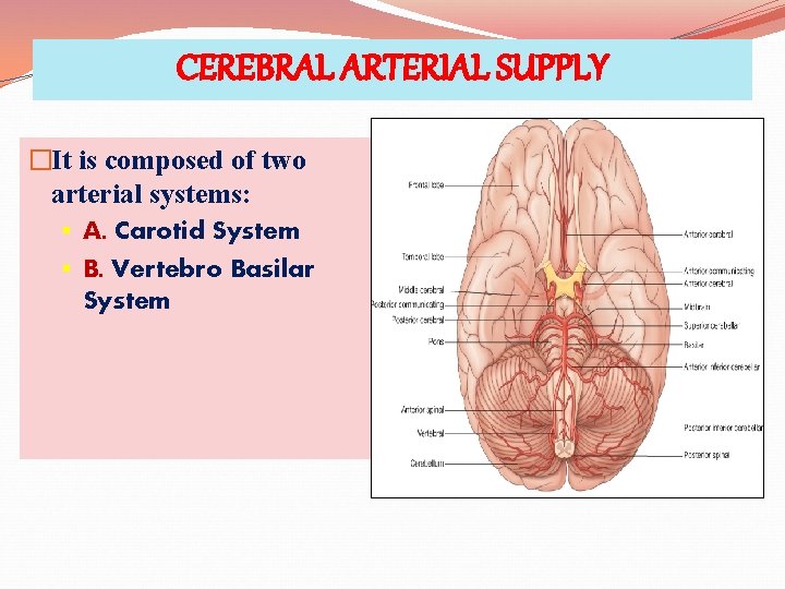 CEREBRAL ARTERIAL SUPPLY �It is composed of two arterial systems: § A. Carotid System