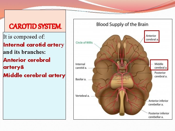 CAROTID SYSTEM It is composed of: Internal carotid artery and its branches: Anterior cerebral