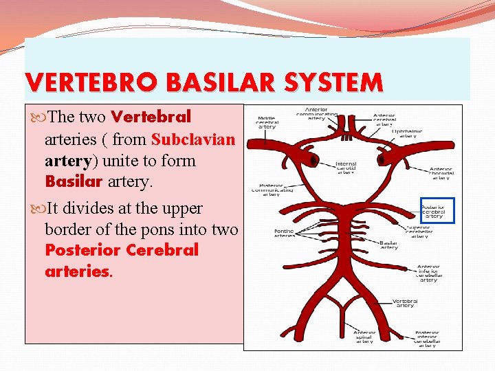 VERTEBRO BASILAR SYSTEM The two Vertebral arteries ( from Subclavian artery) unite to form