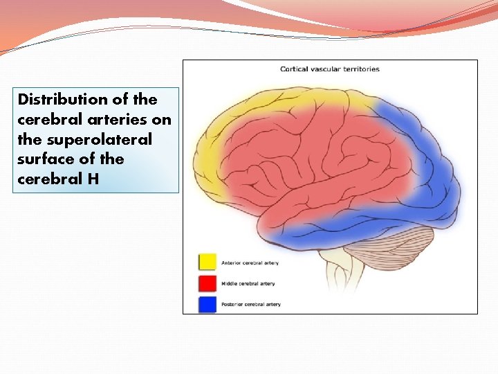 Distribution of the cerebral arteries on the superolateral surface of the cerebral H 