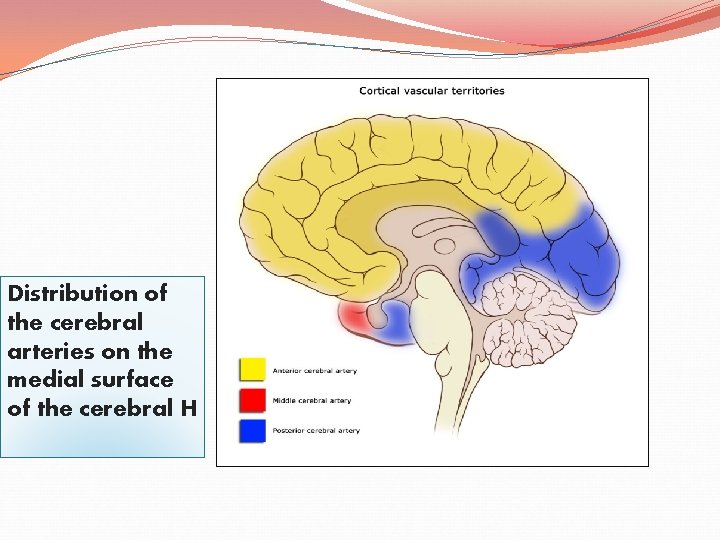 Distribution of the cerebral arteries on the medial surface of the cerebral H 