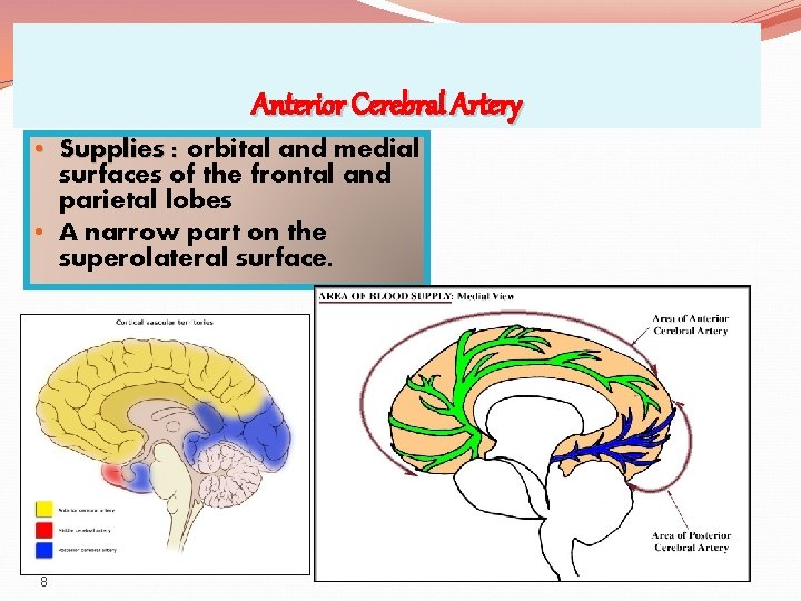 Anterior Cerebral Artery • Supplies : orbital and medial surfaces of the frontal and