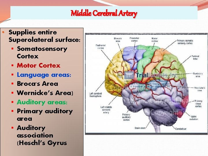 Middle Cerebral Artery • Supplies entire Superolateral surface: § Somatosensory Cortex § Motor Cortex