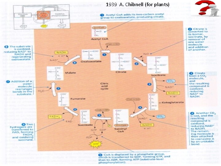 1939 А. Chibnell (for plants) 