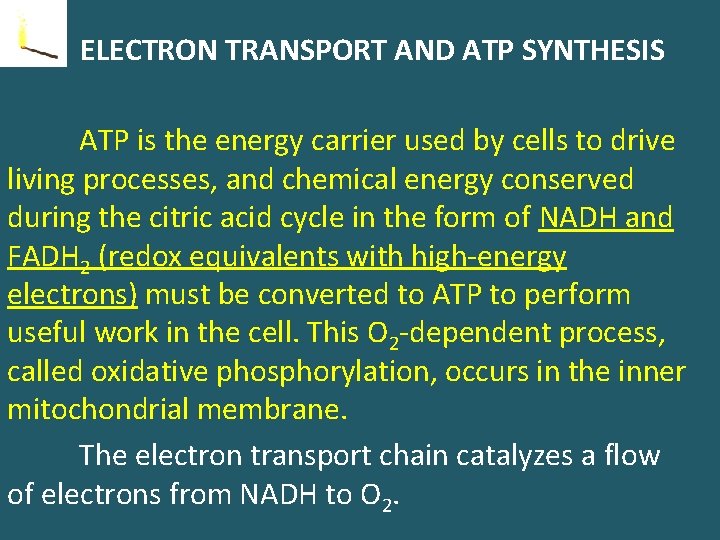 ELECTRON TRANSPORT AND ATP SYNTHESIS ATP is the energy carrier used by cells to